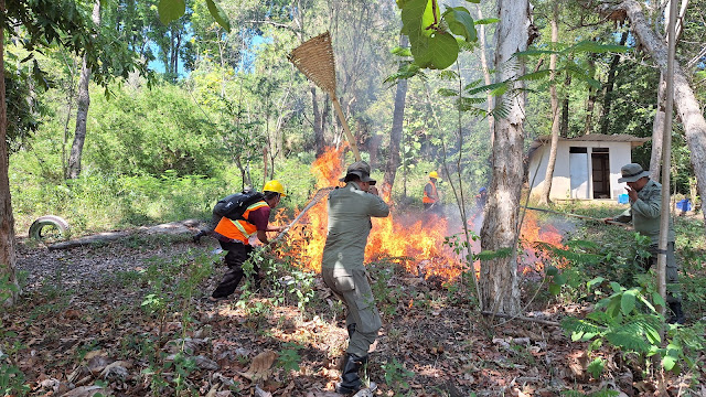 Cegah Kebakaran Hutan, Ini yang Dilakukan Perhutani KPH Gundih
